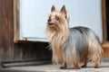 Close Up Cute Yorkshire Terrier Royalty Free Stock Photo