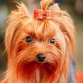 Close Up Cute Yorkshire Terrier Dog Royalty Free Stock Photo