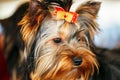 Close Up Cute Yorkshire Terrier Dog Royalty Free Stock Photo