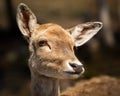 Close Up of Cute, Young Baby Deer Face Royalty Free Stock Photo