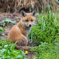 Close-up cute young baby red fox cub vulpes sitting