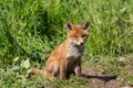 Close-up cute young baby red fox vulpes sitting