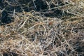 A close up cuted down dried weed and grass