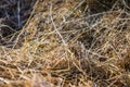 A close up cuted down dried weed and grass