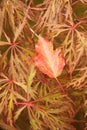 Close up on cutleaf Maple leaves in fall