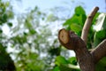 Close up of a cutted tree branch.