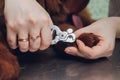 close up of cutting dog nail with specialty tool. Royalty Free Stock Photo