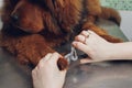 close up of cutting dog nail with specialty tool. Royalty Free Stock Photo