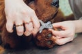 close up of cutting dog nail with specialty tool. Royalty Free Stock Photo