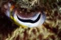 Close Up of Cuttlefish Eye Royalty Free Stock Photo