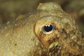Close-up of a cuttlefish' s eye. Royalty Free Stock Photo