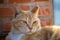 Close up of cuty chubby orange domestic cat lies on the brick wall