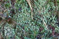 Close up of Cyan lichen and moss