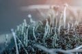 Close-up of Cyan lichen and moss in fallen pine needles at autumn forest. Fungus ecosystem. Natural dark blue flora background