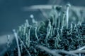 Close-up of Cyan lichen and moss in fallen pine needles at autumn forest. Fungus ecosystem. Natural dark blue flora