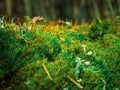 Close up of Cyan lichen and moss in the forest. Moss background. Green moss on grunge background Royalty Free Stock Photo