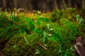 Close up of Cyan lichen and moss. summer in the forest Moss background. Green moss on grunge background Royalty Free Stock Photo