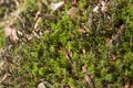 Close-up of Cyan lichen and other lichens and moss Royalty Free Stock Photo