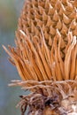 Close up of cycad flower Cycas armstrongii in the wild Royalty Free Stock Photo