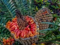 Close Up Of Cycad With Orange Seeds In Pod.