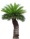 Close up Cycad palm tree isolated on white background usefor gar
