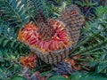 Close Up Of Cycad With Pineapple Shaped Pod With Orange Seeds.