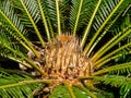 Close up of Cycas cirinalis tree Royalty Free Stock Photo