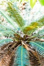 Close up of Cycas siamensis Miq