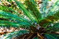 Close up of Cycas siamensis Miq