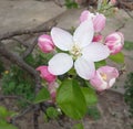 Close up Cyclam apple flower