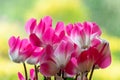 Cyclamen persicum