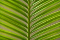 A close-up of a Cycus palm leaf Royalty Free Stock Photo