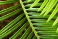 A close-up of a Cycus palm leaf Royalty Free Stock Photo