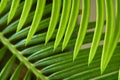A close-up of a Cycus palm leaf Royalty Free Stock Photo