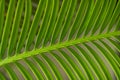 A close-up of a Cycus palm leaf Royalty Free Stock Photo