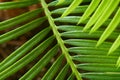 A close-up of a Cycus palm leaf Royalty Free Stock Photo
