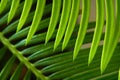 A close-up of a Cycus palm leaf Royalty Free Stock Photo