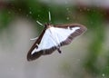 Box Tree Moth Royalty Free Stock Photo