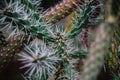 Close up on cylindropuntia leaf and plant Royalty Free Stock Photo