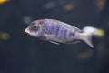 Close up on Cynotilapia afra Dogtooth Cichlid Royalty Free Stock Photo