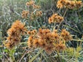 Close up Cyperus acuminatus is a plant species belonging to the Cyperaceae family. This species is also part of the order Poales Royalty Free Stock Photo