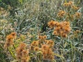 Close up Cyperus acuminatus is a plant species belonging to the Cyperaceae family. This species is also part of the order Poales Royalty Free Stock Photo