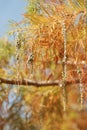 A close up of Cypress in autumn