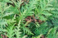 Cypress cedar tree branch with bunch of brown cones. Evergreen thuja bush Royalty Free Stock Photo