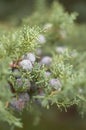 Close-up of cypress fruit Royalty Free Stock Photo