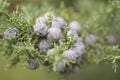 Close-up of cypress fruit Royalty Free Stock Photo