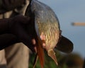 Close up of Cyprinus Carpio fish& x27;s tail end being held in anonymous male hands