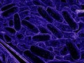 close up of 3d microscopic blue bacteria, 3D rendering Bacteria closeup, high resolution science illustration Royalty Free Stock Photo