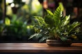 Close up 3D render empty wooden table with tropical banana leaf plant