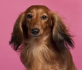 Close-up of Dachshund Royalty Free Stock Photo